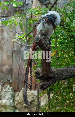 Schuss ein junger Affe Der Tamarín Rasse, Schuß auf einen Baum, während er das Essen Stockfoto