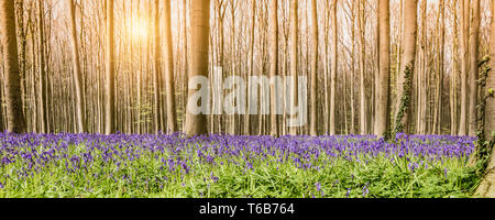 Schöne Panorama Landschaft mit einem Feld von Wild Bluebell Hyazinthen im Wald. Stockfoto