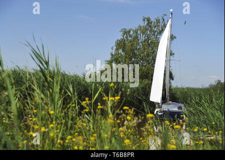 Segelboot zwischen Schilf in den Kanal am Neusiedlersee Stockfoto