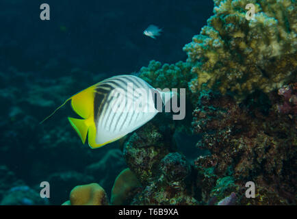 Threadfin Falterfische, Chaetodon auriga, Fütterung auf Korallenriff im Roten Meer, Hamata, Ägypten Stockfoto