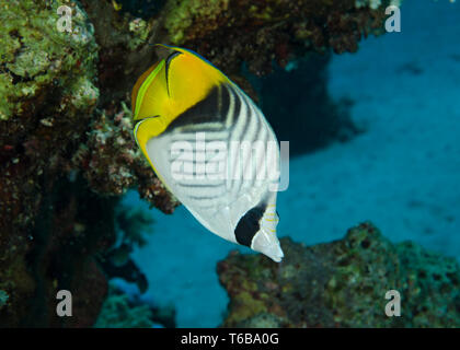 Threadfin Falterfische, Chaetodon auriga, Fütterung auf Korallenriff im Roten Meer, Hamata, Ägypten Stockfoto