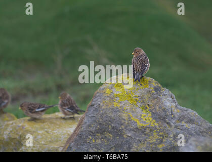 Twite, Carduelis flavirostris, auf Felsen, Morecambe Bay, Lancashire, Großbritannien Stockfoto