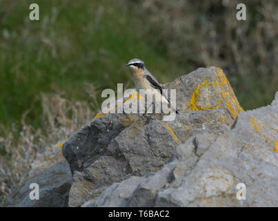 Steinschmätzer Oenanthe Oenanthe Stand auf Felsen im küstennahen Grünland, Morecambe Bay, Lancashire, UK Stockfoto