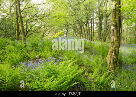 Bluebells und Farne wachsen in Laubbäumen, öffentlichen Wald Ende April. North Dorset England UK GB Stockfoto