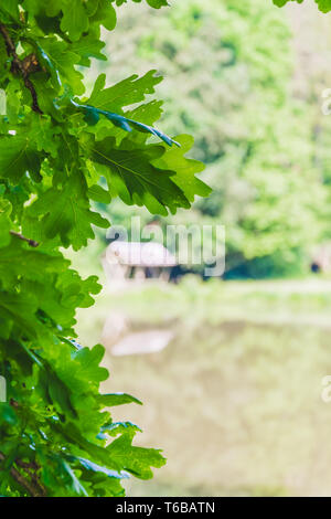 Eichenlaub mit Blick auf die Ruhestätte Stockfoto