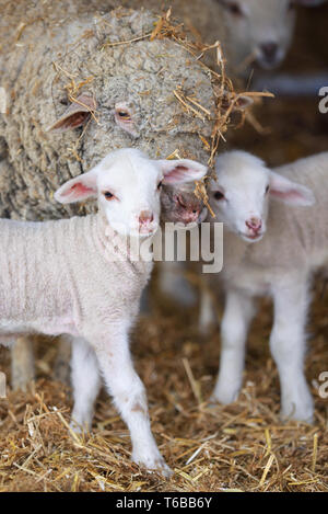 Schafe und Lämmer in stabilen im Frühling Stockfoto