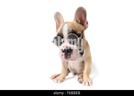 Süße französische Bulldogge tragen Sonnenbrille auf weißem Hintergrund, Sommer Konzept Stockfoto
