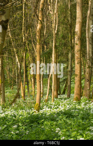 Bärlauch, Allium ursinum, wächst in Laub-, öffentlichen Waldgebiet, mit meist Eschen und ein paar Tannen, Ende April. North Dorset Engla Stockfoto