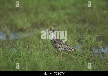 Silberreiher, adrea Alba Stockfoto