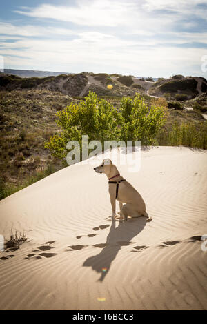 Hund auf einer Düne mit Schatten und Pfotenabdrücke im Sand Stockfoto