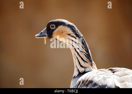 Hawaiian goose (Branta sandvicensis) Stockfoto