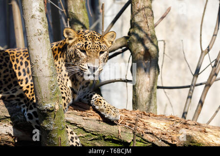 Cejlon Sri Lanka Leopard, (Panthera pardus kotiya) Stockfoto