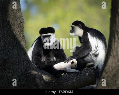 Ein paar mantled guereza (Colobus guereza) sitzt auf einem Ast eines großen Baumes und kümmert sich um eine kleine weiße Affe Cub. (CTK Photo/Roman Krompol Stockfoto