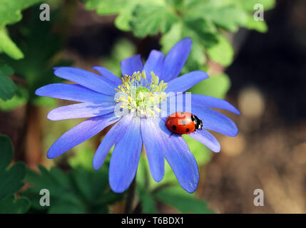 Schöne Nahaufnahme von Ein Marienkäfer auf einem Blau Lila Anemone blanda Blüte im Sonnenschein, auch bekannt als Balkan Anemone oder Griechischen thimbleweed Stockfoto