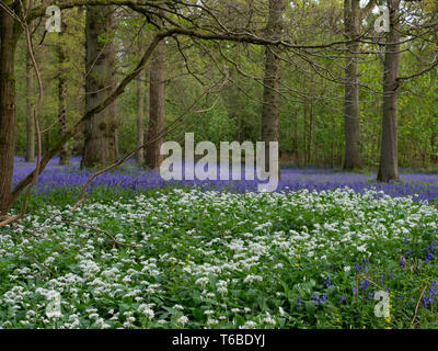 Bluebells Hyacinthoides non-skriptingunterbrechung und Bärlauch (wilder Knoblauch) Blickling großen Wald Norfolk Stockfoto