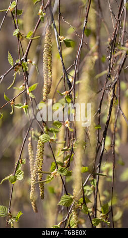 Feder Birken palmkätzchen Hintergrund. Zweig der Birke. Stockfoto