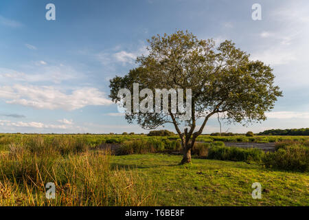 Einsamer Baum in der Briere Sumpf in der Nähe Breca (Le Croisic, Frankreich) an einem sonnigen Tag im Sommer Stockfoto