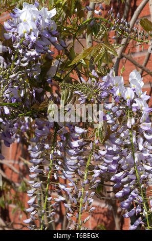 Wunderschöne Wisteria blühende Pflanze Sinensis Caroline Climbing an einer Wand in einem Garten in Alsager Cheshire England Vereinigtes Königreich UK Stockfoto