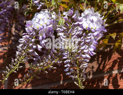 Wunderschöne Wisteria blühende Pflanze Sinensis Caroline Climbing an einer Wand in einem Garten in Alsager Cheshire England Vereinigtes Königreich UK Stockfoto