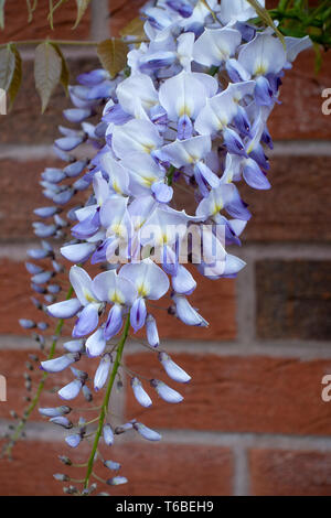 Wunderschöne Wisteria blühende Pflanze Sinensis Caroline Climbing an einer Wand in einem Garten in Alsager Cheshire England Vereinigtes Königreich UK Stockfoto