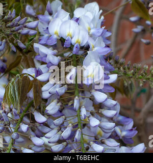 Wunderschöne Wisteria blühende Pflanze Sinensis Caroline Climbing an einer Wand in einem Garten in Alsager Cheshire England Vereinigtes Königreich UK Stockfoto