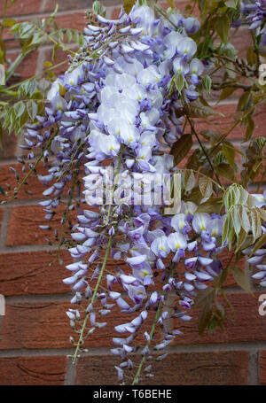 Wunderschöne Wisteria blühende Pflanze Sinensis Caroline Climbing an einer Wand in einem Garten in Alsager Cheshire England Vereinigtes Königreich UK Stockfoto