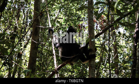 Portrait von Indri Indri Lemuren auf dem Baum in der Region Atsinanana, Madagaskar Stockfoto