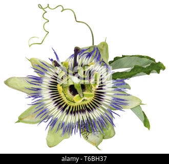 Passiflora Caerulea, blaue Passionsblume Stockfoto