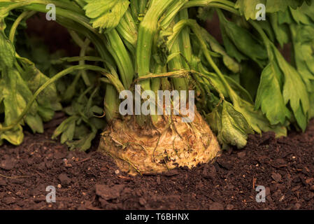 Sellerie oder Sellerie in Boden im Gemüsegarten, Nahaufnahme der Rübe - verwurzelt Sellerie Stockfoto
