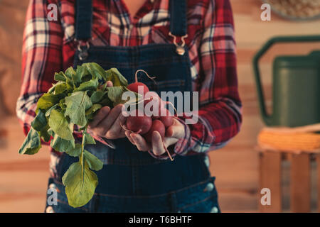 Frau Bauer Holding Bündel geernteten Radieschen, bis der Hände schließen, selektive Schwerpunkte Stockfoto