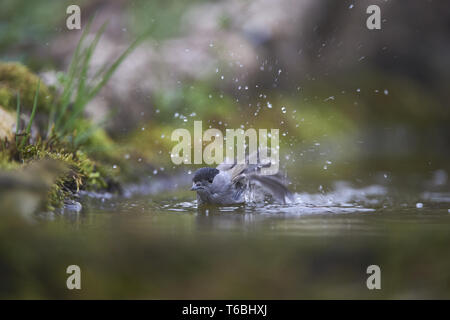 Eurasischen Mönchsgrasmücke [Sylvia atricapilla] Stockfoto