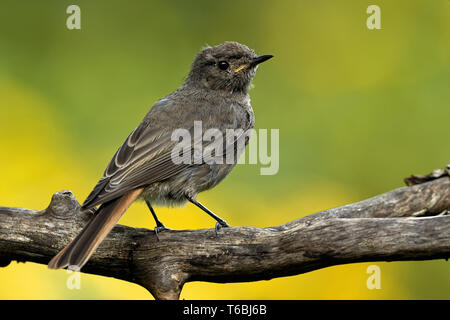 Junge schwarze redstart Stockfoto