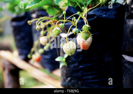 Erdbeere auf Baum im Hof mit dem Sonnenaufgang. Stockfoto