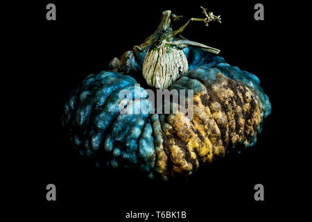 Nahaufnahme von einer Knubbeligen blauen und gelben Kürbis auf schwarzem Hintergrund. Stockfoto