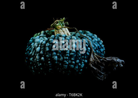 Nahaufnahme von einer knubbeligen Blue Pumpkin auf schwarzem Hintergrund. Stockfoto