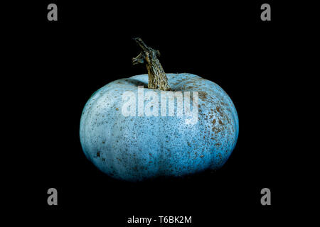 In der Nähe von Blue Pumpkin auf schwarzem Hintergrund. Stockfoto