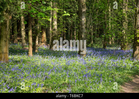 Bluebell Holz, Großbritannien. Englische gemeine Bluebells (Hyacinthoides non-scripta) in natürlichen britischen Wäldern.