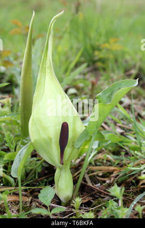 Herren und Damen in Blume - Arum Maculatum an Myers Zuteilung - Butterfly Conservation Nature Reserve, Silverdale, Lancashire Stockfoto