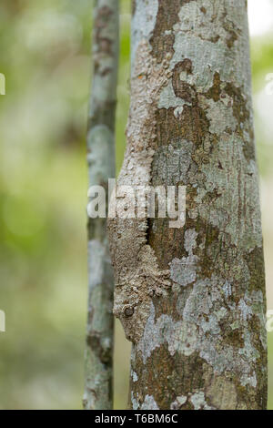 Perfekt bemoosten Leaf-tailed Gecko maskiert Stockfoto