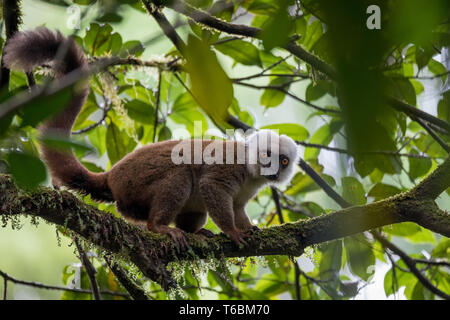 White-headed Lemur (Eulemur Albifrons) am Baum Stockfoto