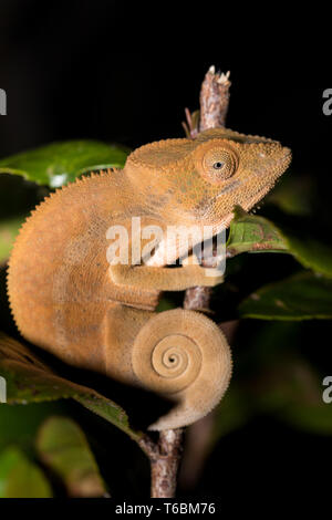 Parsons Chamäleon (Calumma Parsonii) Stockfoto