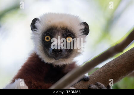 Coquerel der Sifaka (Propithecus coquereli) Stockfoto