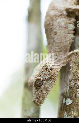 Perfekt bemoosten Leaf-tailed Gecko maskiert Stockfoto