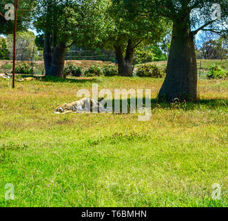 Afrikanischer Wildhund schlafen unter einem Baum. Stockfoto