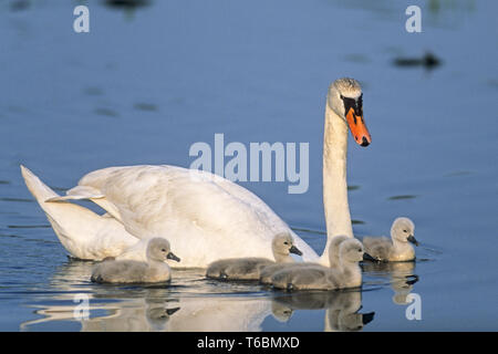 Mute swan oder White Swan Cygnus olor, Deutschland Stockfoto