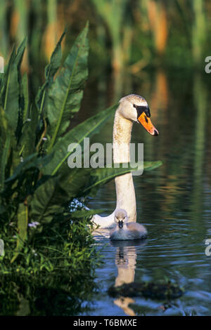 Mute swan oder White Swan Cygnus olor, Deutschland Stockfoto