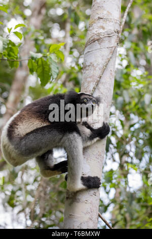 Schwarze und weiße Lemur Indri auf Baum Stockfoto