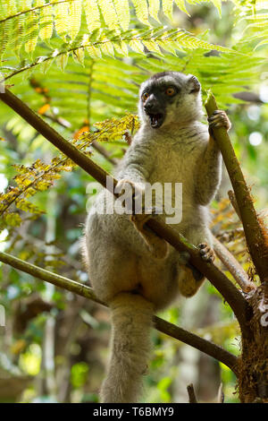 Gemeinsame braun Lemur oben im Baum Stockfoto