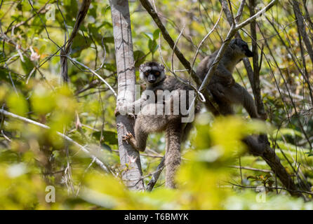 Gemeinsame braun lemur mit Baby auf der Rückseite Stockfoto