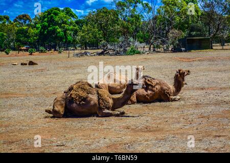 Dromedar Kamele ruhend unter der Sonne Stockfoto